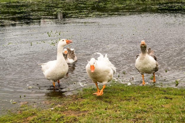 Vier Gänse kommen in bedrohlicher Pose aus einem See