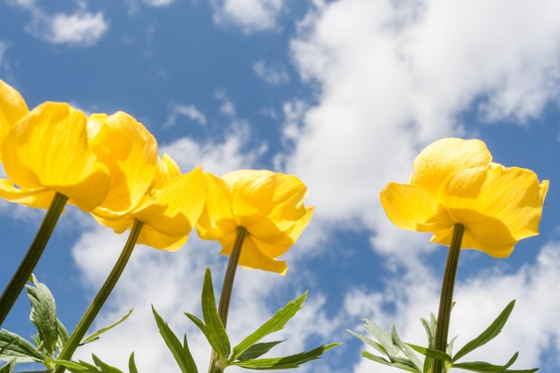 Vier gelbe Kugelblumen, die zum Himmel streben. Senken Sie den Aufnahmepunkt.