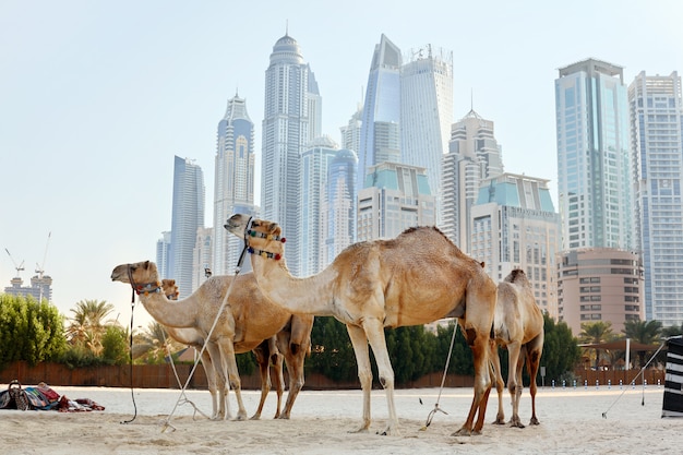 Vier Kamele stehen am Strand vor dem Hintergrund moderner Wolkenkratzer im Stadtteil Dubai Marina