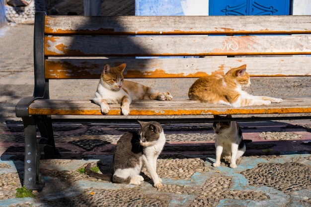 Vier Katzen auf einer Bank