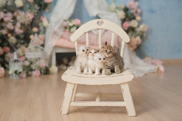 Vier kleine niedliche britische britische Kätzchen sitzen auf einem schönen weißen Vintage-Stuhl in einem hellen Innenraum und schauen in die Kamera