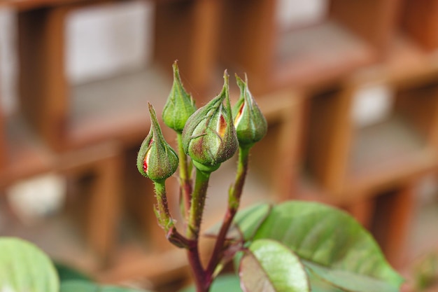 Vier Rosenknospen vor der Blüte im Frühjahr