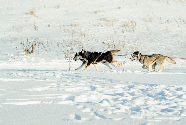 Vier Schlittenhunde sausen über das Schneefeld und ziehen Schlitten (Schlitten hinter dem Rahmen)