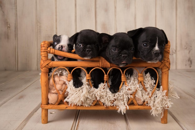 Vier schwarz-weiße französische Bulldoggen in einem Holzbett