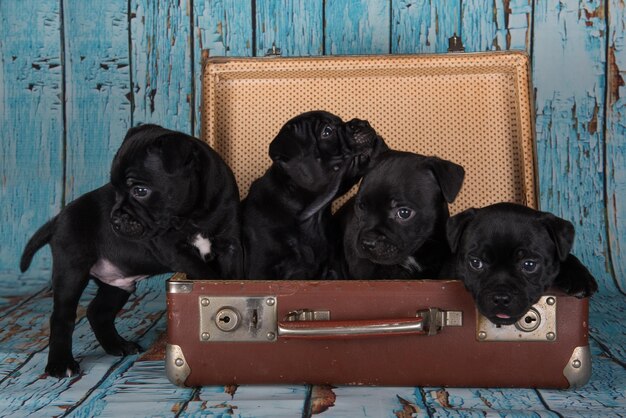 Vier schwarze amerikanische staffordshire-terrierhunde oder amstaff-welpen in einem retro-koffer auf blau