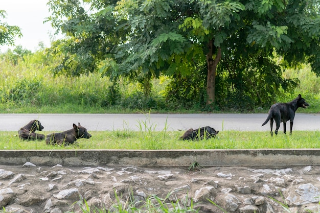 Vier schwarze streunende Hunde lagen auf der Straße und warteten darauf, dass die Leute kamen.