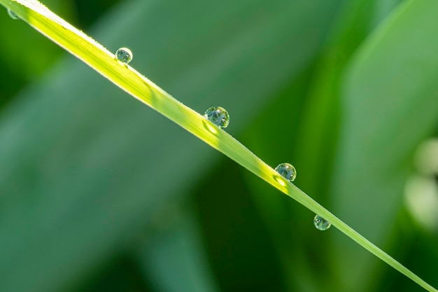 Vier Wassertropfen Tau auf grünem Grashalm auf hellgrünem Hintergrund mit Bokeh