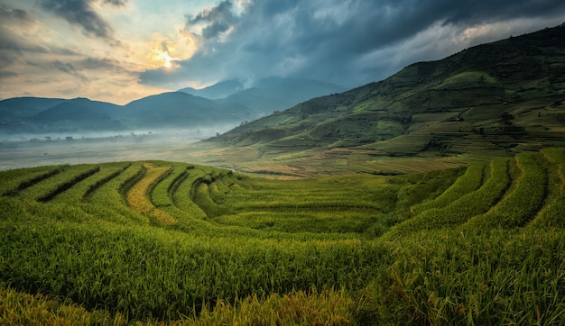 Vietnã Os campos de arroz preparam a colheita no noroeste do Vietnã. Paisagens do Vietnã.