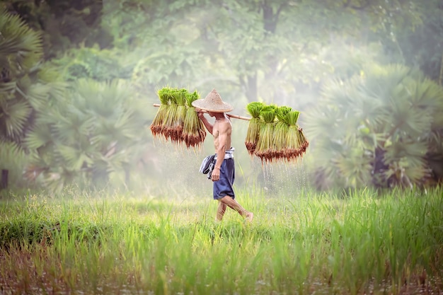 Vietnam-Landwirt Bearing-Sämlinge des Reises zu pflanzen.