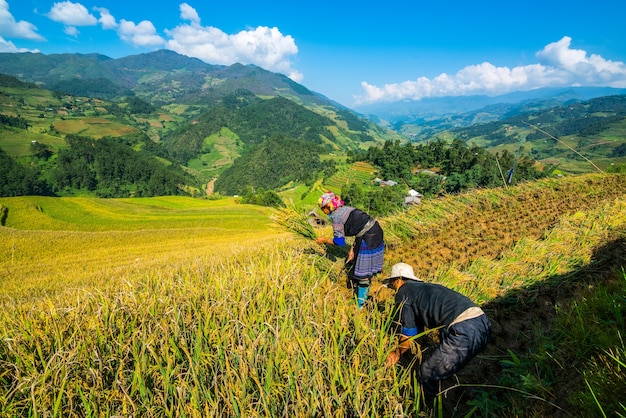 Vietnamesische Bauern ernten in Sapa Vietnam.