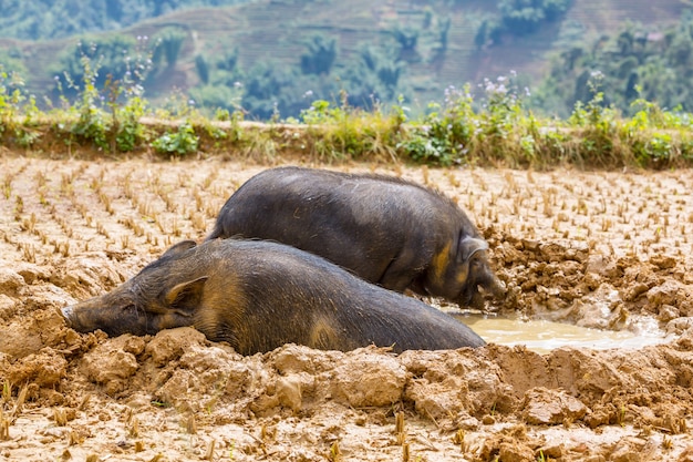 Vietnamesisches Schwein im Schlamm