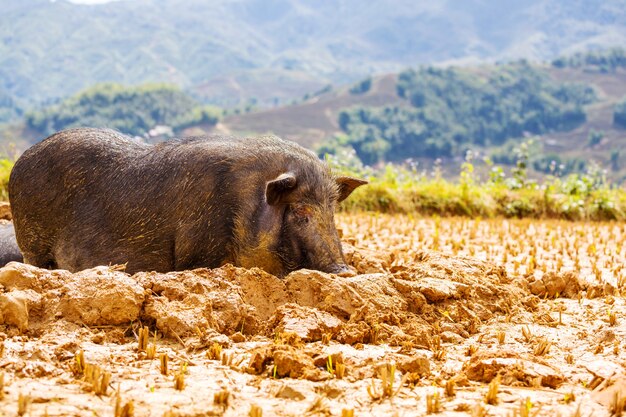 Vietnamesisches Schwein im Schlamm