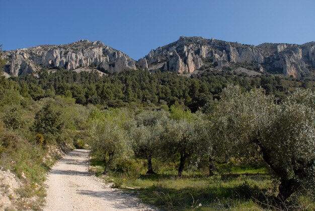 view_down_rural_track_through_orchards_to_els_fra_