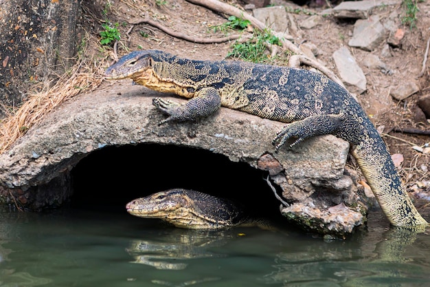 Vigilar lagartos en las alcantarillas de Bangkok.