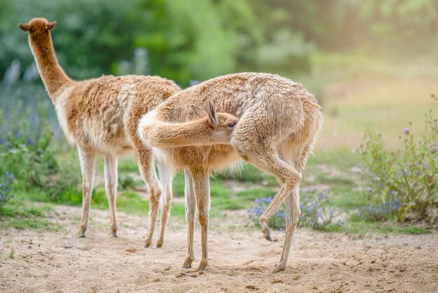 Vikunja Mehrere Vikunjas stehen auf einem Hügel in der Abendsonne und fressen ein grasähnliches Tier