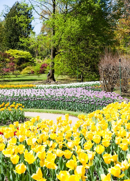 Villa taranto - itália. famoso jardim italiano com área dedicada ao cultivo de tulipas.