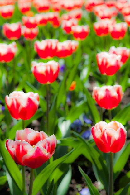 Villa Taranto - Itália. Famoso jardim italiano com área dedicada ao cultivo de tulipas.