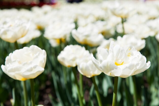 Villa Taranto - Italien. Berühmter italienischer Garten mit einem eigenen Bereich für den Tulpenanbau. Casablanca-Tulpe.