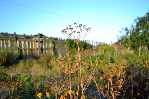 Village view