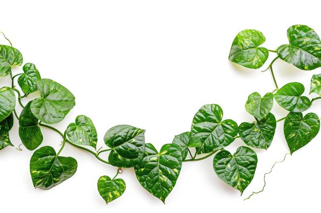 Viña de pothos dorada en forma de corazón aislada sobre un fondo blanco