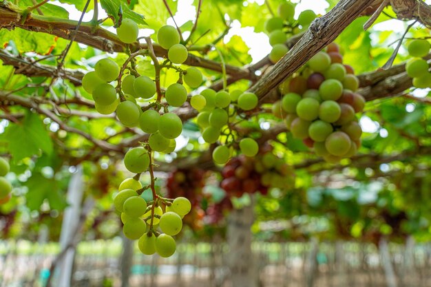 Viña roja y verde en el sol temprano con uvas gordas cosechadas cargadas esperando vino rojo bebida nutricional en la provincia de Ninh Thuan Vietnam
