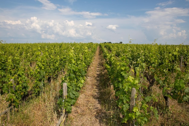 Viña Saint Emilion parcela de vid vino de Burdeos Francia