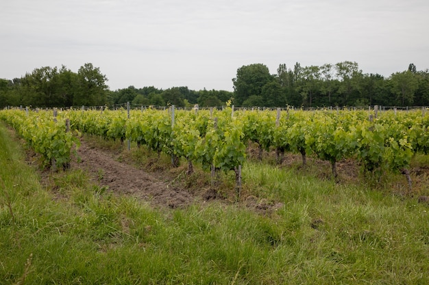 Viña Saint Emilion Vino de Burdeos Francia