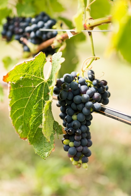 Viña con uvas maduras