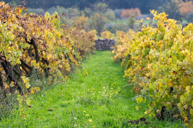 Foto vinaje de hojas amarillas en otoño con hierba verde fresca bajo la lluvia