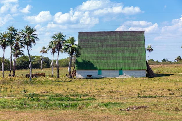 Vinales, Cuba