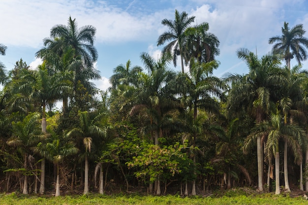 Vinales, Kuba