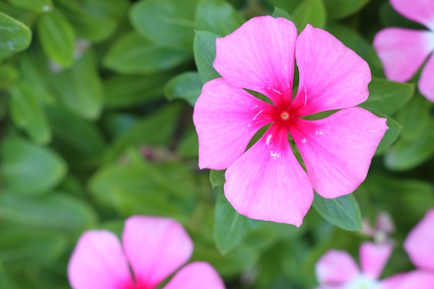 Vinca Blumen in tropischen