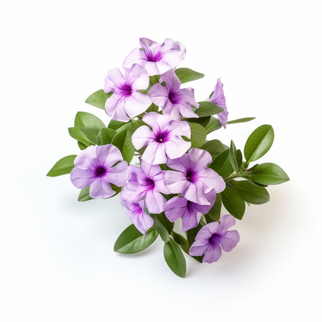 Vinca com fundo branco de alta qualidade ultra hd