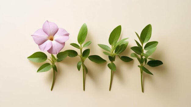 vinca Imágenes de fondo Colores naturales fondo brillante Ai generativo