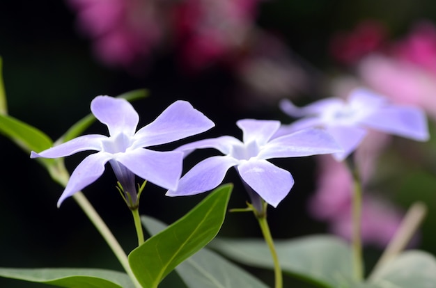 Vinca Minor Blumen