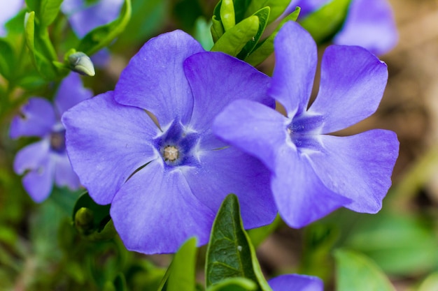 Vinca minor, gebräuchliche Namen weniger Immergrün oder Zwerg-Immergrün, ist eine Pflanzenart aus der Familie der Hundsgifte im Botanischen Garten.