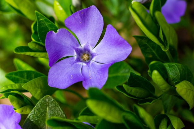 Vinca minor, nombres comunes de bígaro menor o bígaro enano, es una especie de planta con flores de la familia de las adelfas en el Jardín Botánico.