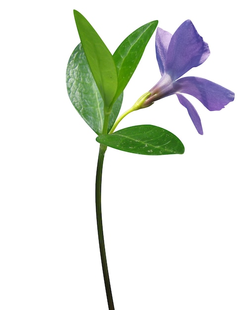 Vinca minor ou perwinkle menor é um alcaloide semisintético derivado da vincamina