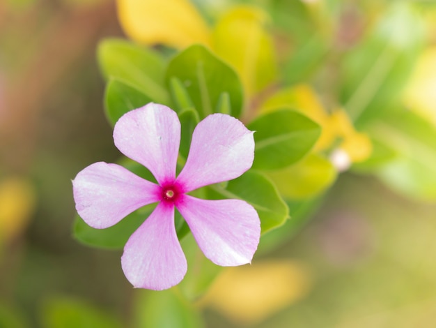 Vinca rosa