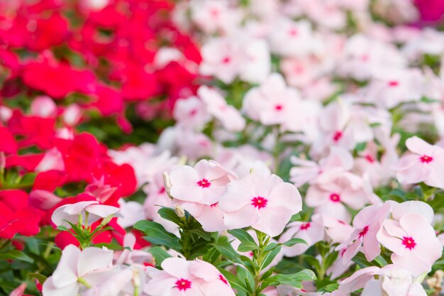 Vinca rosea-Blumen blühen im Garten, Laubvielfalt von Farbblumen