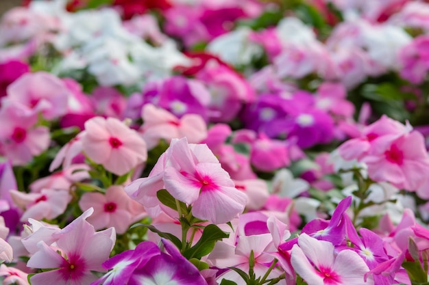 Vinca rosea flores florecen en el jardín, follaje variedad de colores flores