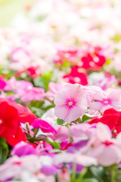 Vinca rosea flores florecen en el jardín, follaje variedad de colores flores