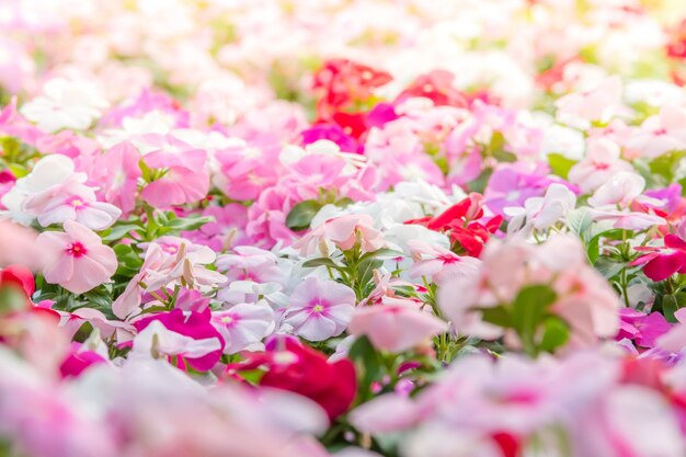 Foto vinca rosea flores florescem no jardim folhagem variedade de cores flores foco seletivovinca rosea florescem no jardinagem folhagem diversidade de cores flores enfoque seletivo