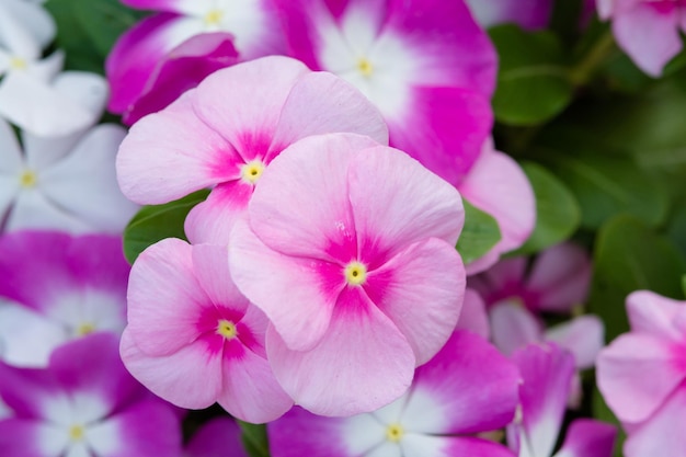 Foto vinca rosea flores florescem no jardim folhagem variedade de cores flores foco seletivovinca rosea florescem no jardinagem folhagem diversidade de cores flores enfoque seletivo