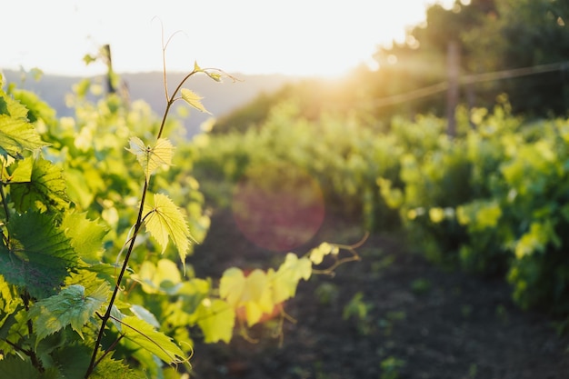 Viñedo al atardecer hileras de vides