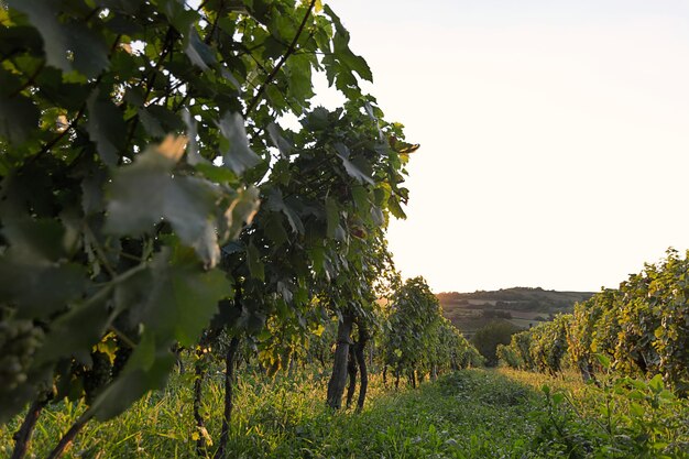 Viñedo al atardecer. Paisaje con viñedos de otoño