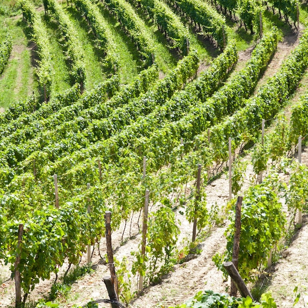 Viñedo Barbera durante la temporada de primavera, área de Monferrato, región de Piamonte, Italia