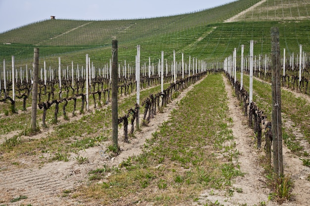 Viñedo Barbera durante la temporada de primavera, área de Monferrato, región de Piamonte, Italia