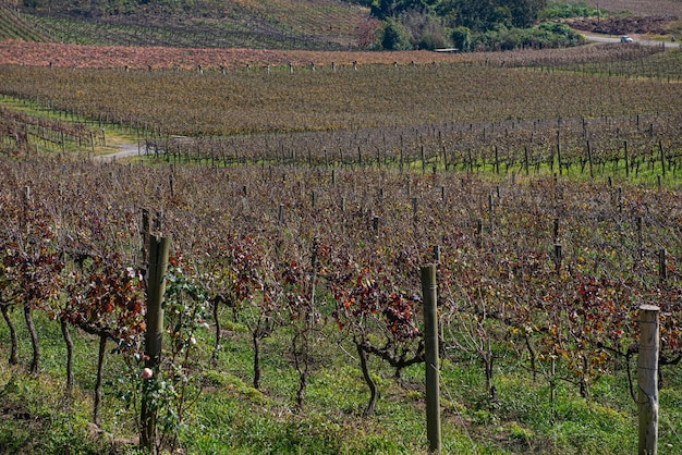 Foto viñedo en bento goncalves con plantaciones de uva cabernet sauvignon y merlot