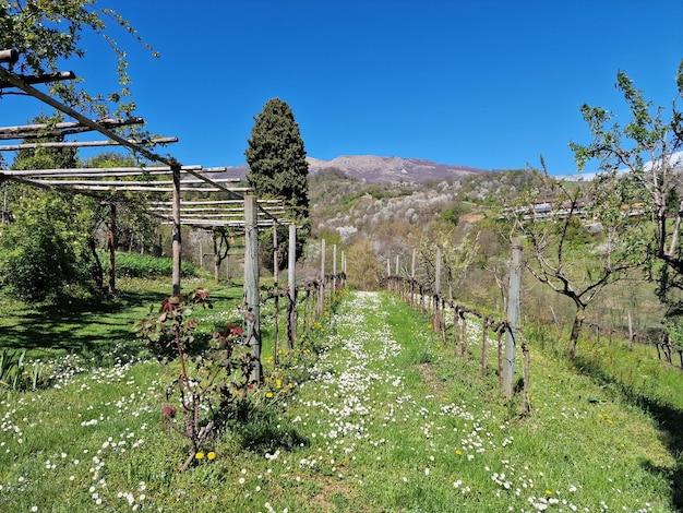 Viñedo de Bérgamo en un día soleado